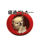 唯我独尊我儘犬『麿～マロ～』（個別スタンプ：8）