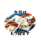 唯我独尊我儘犬『麿～マロ～』（個別スタンプ：10）