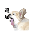 唯我独尊我儘犬『麿～マロ～』（個別スタンプ：11）