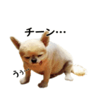 唯我独尊我儘犬『麿～マロ～』（個別スタンプ：12）