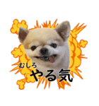唯我独尊我儘犬『麿～マロ～』（個別スタンプ：13）
