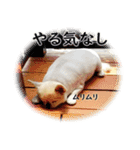 唯我独尊我儘犬『麿～マロ～』（個別スタンプ：14）