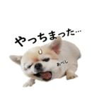 唯我独尊我儘犬『麿～マロ～』（個別スタンプ：15）