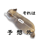 唯我独尊我儘犬『麿～マロ～』（個別スタンプ：16）