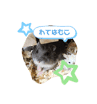 はむこ♀（個別スタンプ：1）