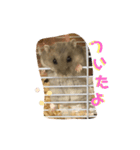 はむこ♀（個別スタンプ：11）