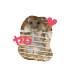 はむこ♀（個別スタンプ：14）