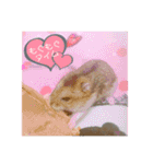 ダーちゃんとハムちくわん（個別スタンプ：2）