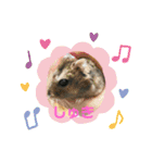 ダーちゃんとハムちくわん（個別スタンプ：13）