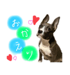 ぶぅる（個別スタンプ：1）