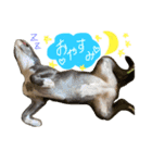 ぶぅる（個別スタンプ：2）