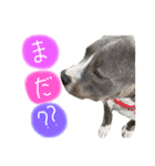 ぶぅる（個別スタンプ：8）
