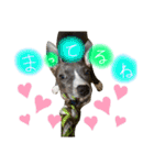 ぶぅる（個別スタンプ：9）