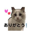 琥士朗スタンプ❷（個別スタンプ：10）
