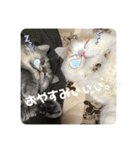 ブリティシュ ふわちゃん（個別スタンプ：5）