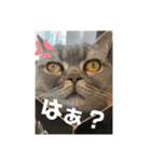 ブリティシュ ふわちゃん（個別スタンプ：7）