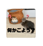 ブリティシュ ふわちゃん（個別スタンプ：11）