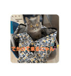 ブリティシュ ふわちゃん（個別スタンプ：12）