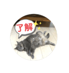 ブリティシュ ふわちゃん（個別スタンプ：13）