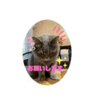 ブリティシュ ふわちゃん（個別スタンプ：15）