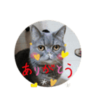 ブリティシュ ふわちゃん（個別スタンプ：16）