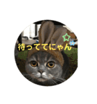 ブリティシュ ふわちゃん（個別スタンプ：20）