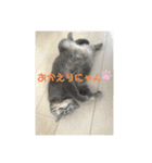 ブリティシュ ふわちゃん（個別スタンプ：25）