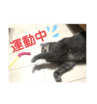 ブリティシュ ふわちゃん（個別スタンプ：27）