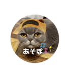 ブリティシュ ふわちゃん（個別スタンプ：31）
