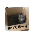 ブリティシュ ふわちゃん（個別スタンプ：33）
