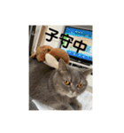ブリティシュ ふわちゃん（個別スタンプ：34）