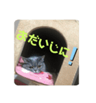 ブリティシュ ふわちゃん（個別スタンプ：35）