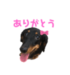 愛しのシェリー（個別スタンプ：1）