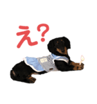 愛しのシェリー（個別スタンプ：4）