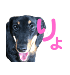愛しのシェリー（個別スタンプ：5）