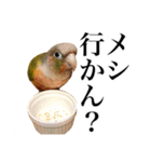 ウロコインコのケビンちゃん（個別スタンプ：7）