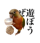 ウロコインコのケビンちゃん（個別スタンプ：8）