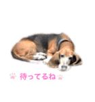 わが家の犬たちNRK（個別スタンプ：6）