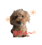 わが家の犬たちNRK（個別スタンプ：7）