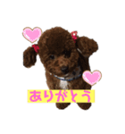 わが家の犬たちNRK（個別スタンプ：10）
