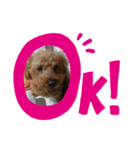 わが家の犬たちNRK（個別スタンプ：11）