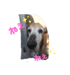 わが家の犬たちNRK（個別スタンプ：13）