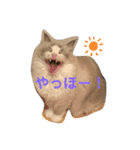 琥士朗スタンプ！（個別スタンプ：3）