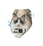琥士朗スタンプ！（個別スタンプ：5）