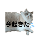 琥士朗スタンプ！（個別スタンプ：16）