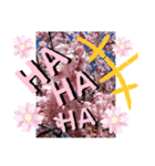 サクランボー（個別スタンプ：2）