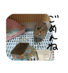 家のウサギスタンプ2（個別スタンプ：5）