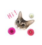花と猫 ダリアとソマリ（個別スタンプ：1）