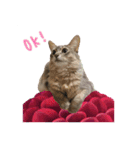 花と猫 ダリアとソマリ（個別スタンプ：2）