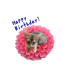 花と猫 ダリアとソマリ（個別スタンプ：3）